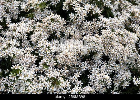 I fiori bianchi densi di Choysia Dewitteana White Dazzler. Foto Stock