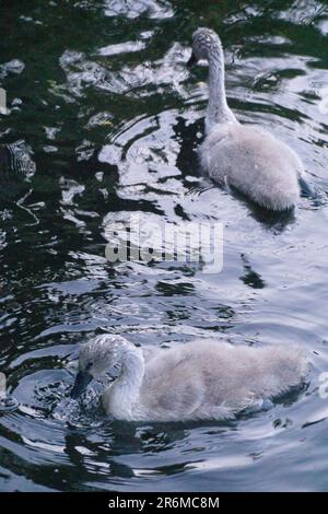 Cognets sul Tamigi vicino a Henley-on-Thames. Anna Watson/Alamy Foto Stock