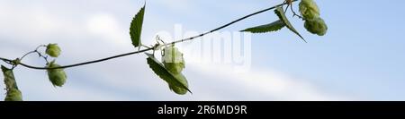 Banner 4x1 foglie, coni hop verde sui rami contro il cielo blu Foto Stock