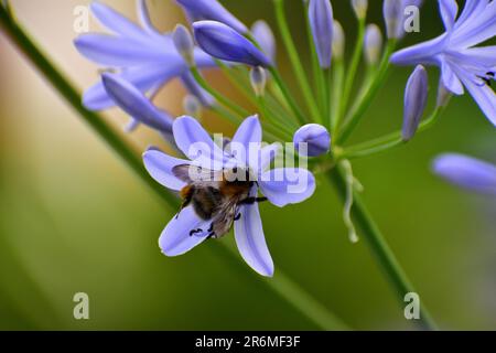 Primo piano di un bumblebee seduto su un fiore di lilla viola (Agapanthus) Foto Stock