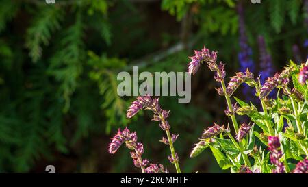 Giardino ornamentale. Primo piano di fiori di salvia illuminati dal sole. Foto Stock