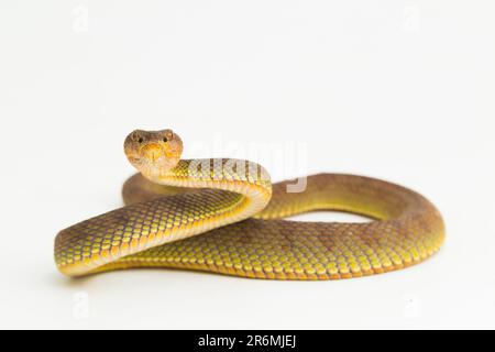 Trimeresurus purpurpureomaculatus mangrovie vipera serpente o vipera pit riva isolato su sfondo bianco Foto Stock