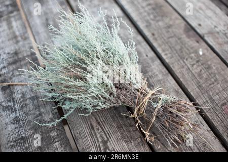 Erba profumata secca legno di wormwood amaro su una superficie di legno. Preparazione di erbe medicinali in autunno. Foto Stock