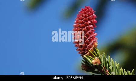 I coni crescono in grappoli su un albero di conifere con lunghi aghi contro un cielo blu Foto Stock