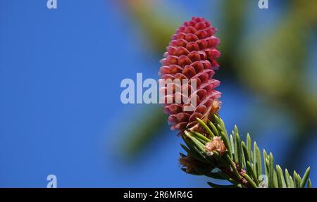 I coni crescono in grappoli su un albero di conifere con lunghi aghi contro un cielo blu Foto Stock