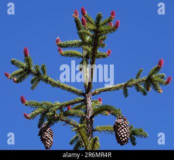 I coni crescono in grappoli su un albero di conifere con lunghi aghi contro un cielo blu Foto Stock