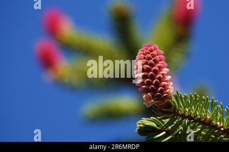 I coni crescono in grappoli su un albero di conifere con lunghi aghi contro un cielo blu Foto Stock