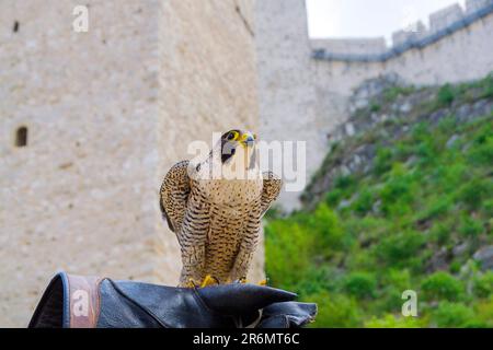 Ammira l'impressionante vista di un maestoso falco pellegrino appollaiato con grazia sul guanto del proprietario. Testimoniate il legame tra l'uomo e il falco in Th Foto Stock