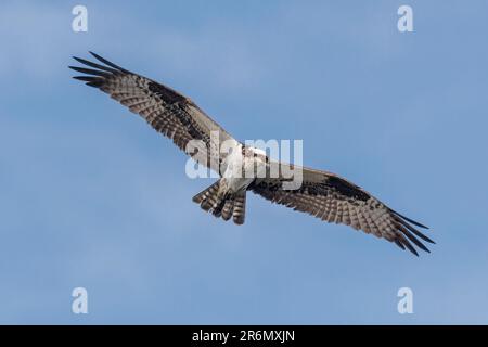 Falco pescatore nordamericano a Vancouver BC Canada Foto Stock