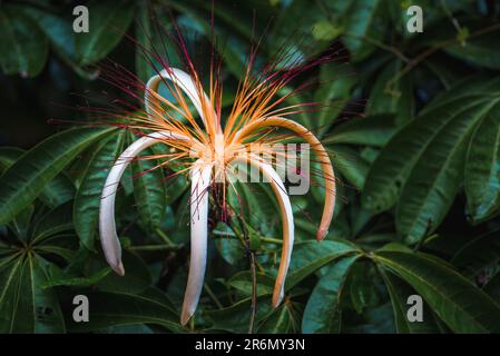 Fiore di Pachira aquatica un albero tropicale paludoso nel Parco Nazionale di Tortuguero Foto Stock