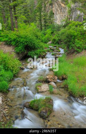 rapide nel canyon del torrente delle trote sopra il campeggio vigile vicino a york, montana Foto Stock