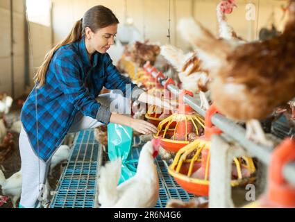 Donna proprietario di fattoria di pollame che istituisce appendere alimentatori di pollo Foto Stock