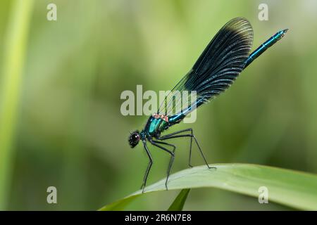 Una demoiselle blu brillante siede su un filo d'erba nell'erba alta. Lo sfondo è verde con spazio per il testo. Foto Stock