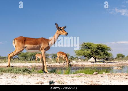 Impala (Aepyceros melampus) bere alla buca d'acqua presso Onkolo Hide, Onguma Game Reserve, Namibia, Africa Foto Stock