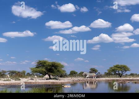 Zebra pianure (Equus quagga, precedentemente Equus burchellii) a buca d'acqua - Onkolo Hide, Onguma Game Reserve, Namibia, Africa Foto Stock