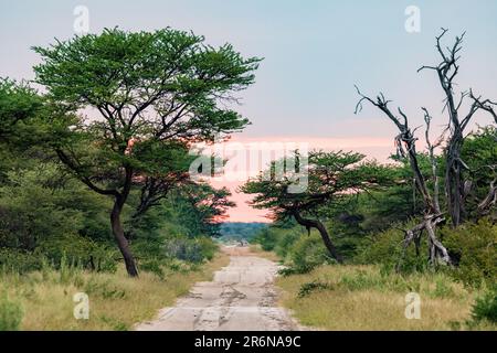 Strada sterrata nella riserva naturale di Onguma, Namibia, Africa Foto Stock