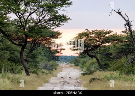 Strada sterrata nella riserva naturale di Onguma, Namibia, Africa Foto Stock