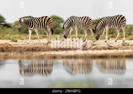 Pianure zebra (Equus quagga, precedentemente Equus burchellii) in avvicinamento alla buca d'acqua - Onkolo Hide, Onguma Game Reserve, Namibia, Africa Foto Stock
