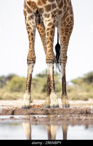 Giraffa gambe a buca d'acqua - Onkolo Hide, Onguma Game Reserve, Namibia, Africa Foto Stock