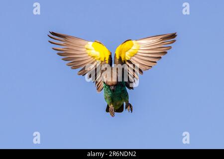 Pappagallo di Meyer (Poicephalus meyeri) o pappagallo marrone in volo - Onguma Game Reserve, Namibia, Africa Foto Stock