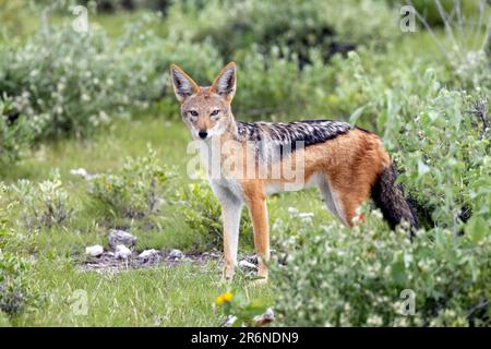 Black-Backed Jackal (Canis mesomelas) - Onguma Game Reserve, Namibia, Africa Foto Stock