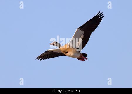 Oca egiziana (Alopochen aegyptiaca) in volo - Onkolo Hide, Onguma Game Reserve, Namibia, Africa Foto Stock