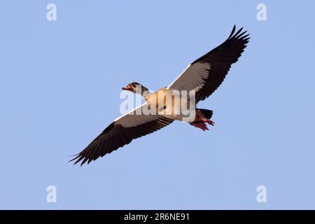 Oca egiziana (Alopochen aegyptiaca) in volo - Onkolo Hide, Onguma Game Reserve, Namibia, Africa Foto Stock