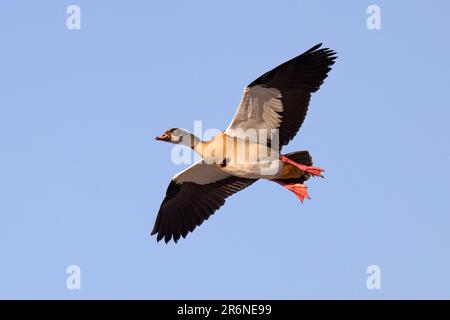 Oca egiziana (Alopochen aegyptiaca) in volo - Onkolo Hide, Onguma Game Reserve, Namibia, Africa Foto Stock