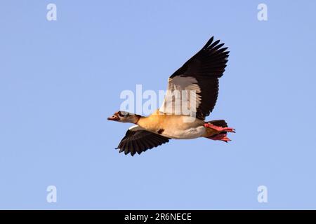 Oca egiziana (Alopochen aegyptiaca) in volo - Onkolo Hide, Onguma Game Reserve, Namibia, Africa Foto Stock