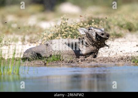 Warthog comune (Phacochoerus africanus) rotolando nel fango - Onkolo Hide, Onguma Game Reserve, Namibia, Africa Foto Stock