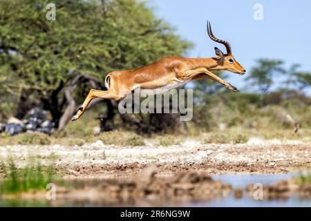 Male Impala (Aepyceros melampus) jumping - Onkolo Hide, Onguma Game Reserve, Namibia, Africa Foto Stock