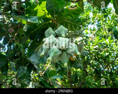 Keben, Barringtonia asiatica frutti, pesce veleno albero, mare veleno albero, mangrovie albero Foto Stock