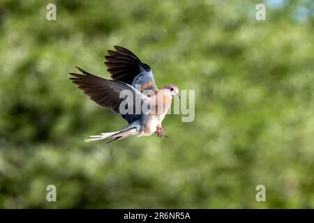 Ridere colomba (Spilopelia senegalensis) in volo - Onkolo Hide, Onguma Game Reserve, Namibia, Africa Foto Stock