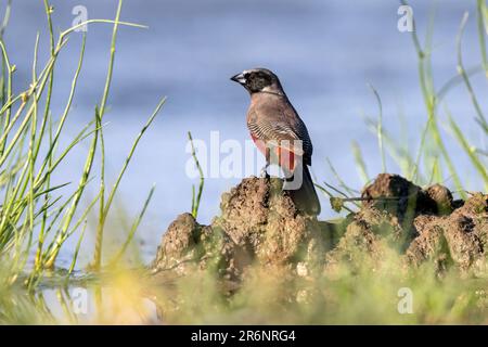 Bacchetta da cera nera (Brunhilda erythronotos) - Onguma Game Reserve, Namibia, Africa Foto Stock