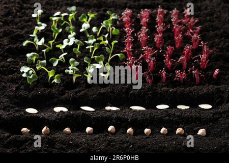 Molti semi e piantine vegetali in suolo fertile Foto Stock