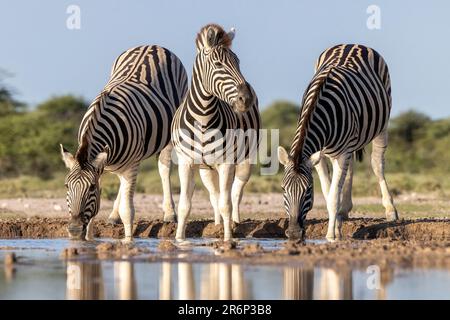 Zebra pianure (Equus quagga, ex Equus burchellii) bere a Onkolo Hide, Onguma Game Reserve, Namibia, Africa Foto Stock