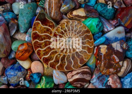 Conchiglia di Nautilus fossilizzata su pietre colorate ancora vita Foto Stock