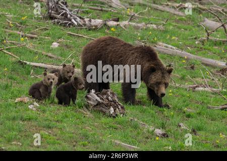 Scrofa ossidiana (Grizzly #815) con triplette, Yellowstone 2023 Foto Stock