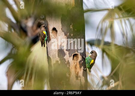 Pappagalli di Meyer (Poicephalus meyeri) o pappagalli marroni - Onguma Game Reserve, Namibia, Africa Foto Stock