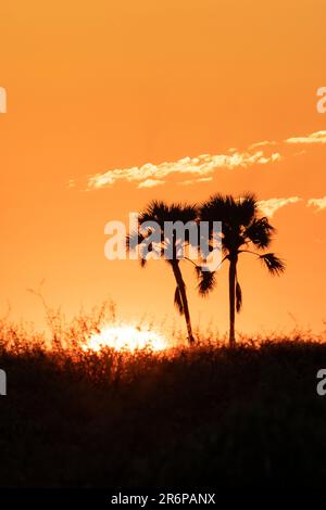 Alba tra le Palme Makalani (Hyphaene petersiana) nella Riserva di Onguma, Namibia, Africa Foto Stock