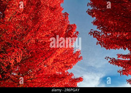 Vista dall'alto del fogliame rosso autunnale di due alberi di acero Foto Stock