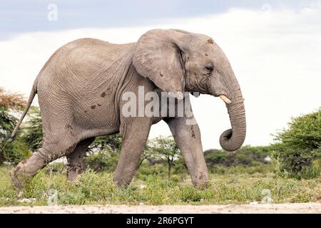 Elefante africano (Loxodonta africana) alla Onkolo Hide - Onguma Game Reserve, Namibia, Africa Foto Stock