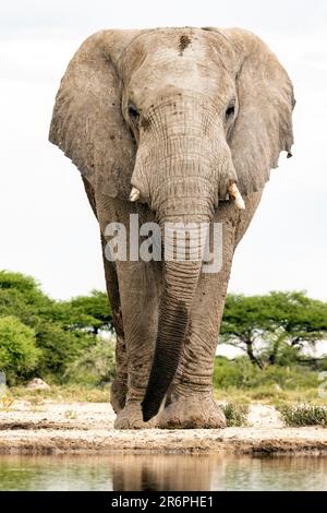 Elefante africano (Loxodonta africana) alla Onkolo Hide - Onguma Game Reserve, Namibia, Africa Foto Stock