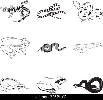 Rettili e anfibi vari, set di clipart vettoriali Illustrazione Vettoriale