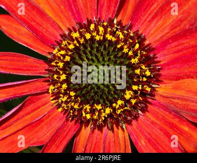 Primo piano di un disco di coneflower rosso, con stimmi e grani di polline gialli. Foto Stock