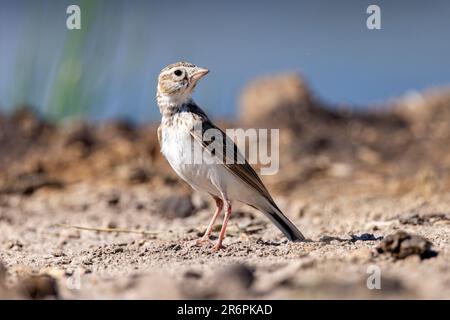 Specie di Lark presso la riserva naturale di Onguma, Namibia, Africa Foto Stock