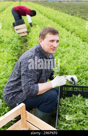 Coltivatore che raccoglie e peeling mizuna verde Foto Stock