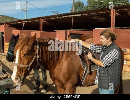 Ritratto di un cavaliere adulto sicuro regolazione sella di cavallo prima di cavalcare in country club Foto Stock