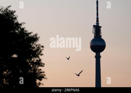 Berlino, Germania. 11th giugno, 2023. Gli uccelli volano di fronte alla torre della televisione la mattina presto. Il tempo estivo con un sacco di sole e temperature intorno a 30 gradi rimane la Germania all'inizio della nuova settimana. Credit: Fabian Sommer/dpa/Alamy Live News Foto Stock