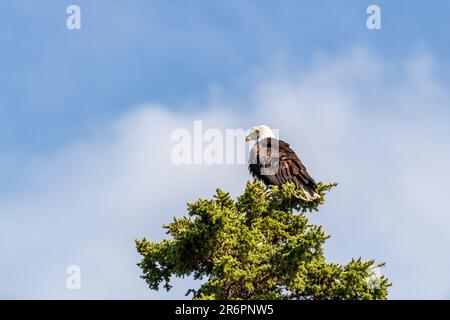 Incredibile aquila bald selvatica vista arroccata su un albero di abete rosso in Canada. Foto Stock